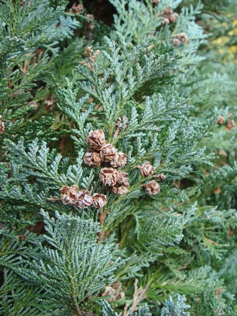 Chamaecyparis lawsoniana 'Columnaris Glauca' rameau